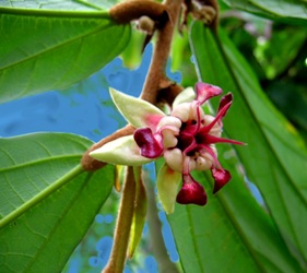 theobroma cacao beautiful flower