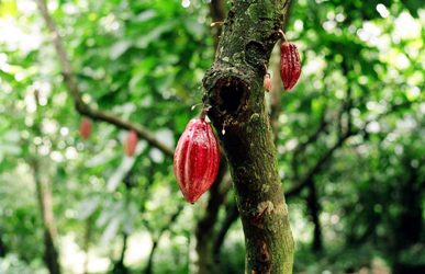 cacao in maturazione