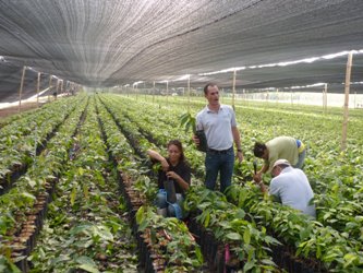 cocoa nursery