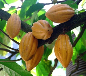 pianta cacao maturo