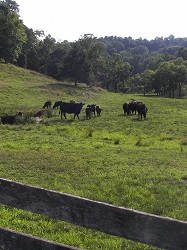 Jim Procter's farm