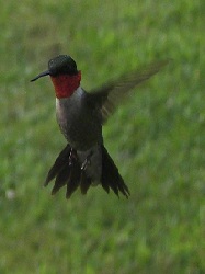 she colibri