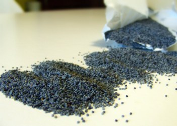 semi di papavero blu