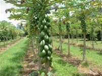 papaya tree