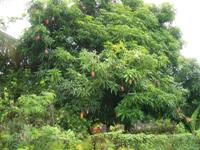 mango tree