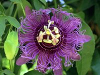 passion fruit pourple flower