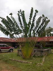 piantagioni di zanzibar