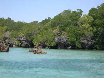 isola di mangrovie, zanzibar