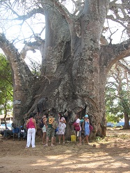 franco calafatti, baobab a zanzibar